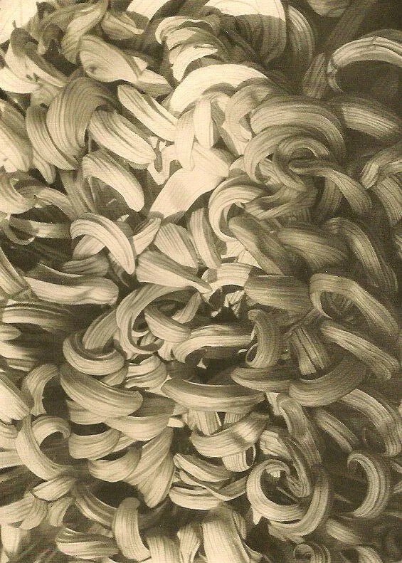 Ulrike Schreiber - Chrysantheme: Vintage Sheet-fed Gravure. Soft-focus botanical study. Image size: approx. 7.5" x 9.5"., Mounted to archival board