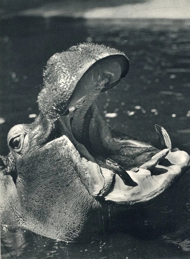 Julius Arnfeld - Hippo: Vintage Sheet-fed Gravure. Modernist close-up wildlife study. Image size: approx. 8.5" x 11"., Mounted to archival board