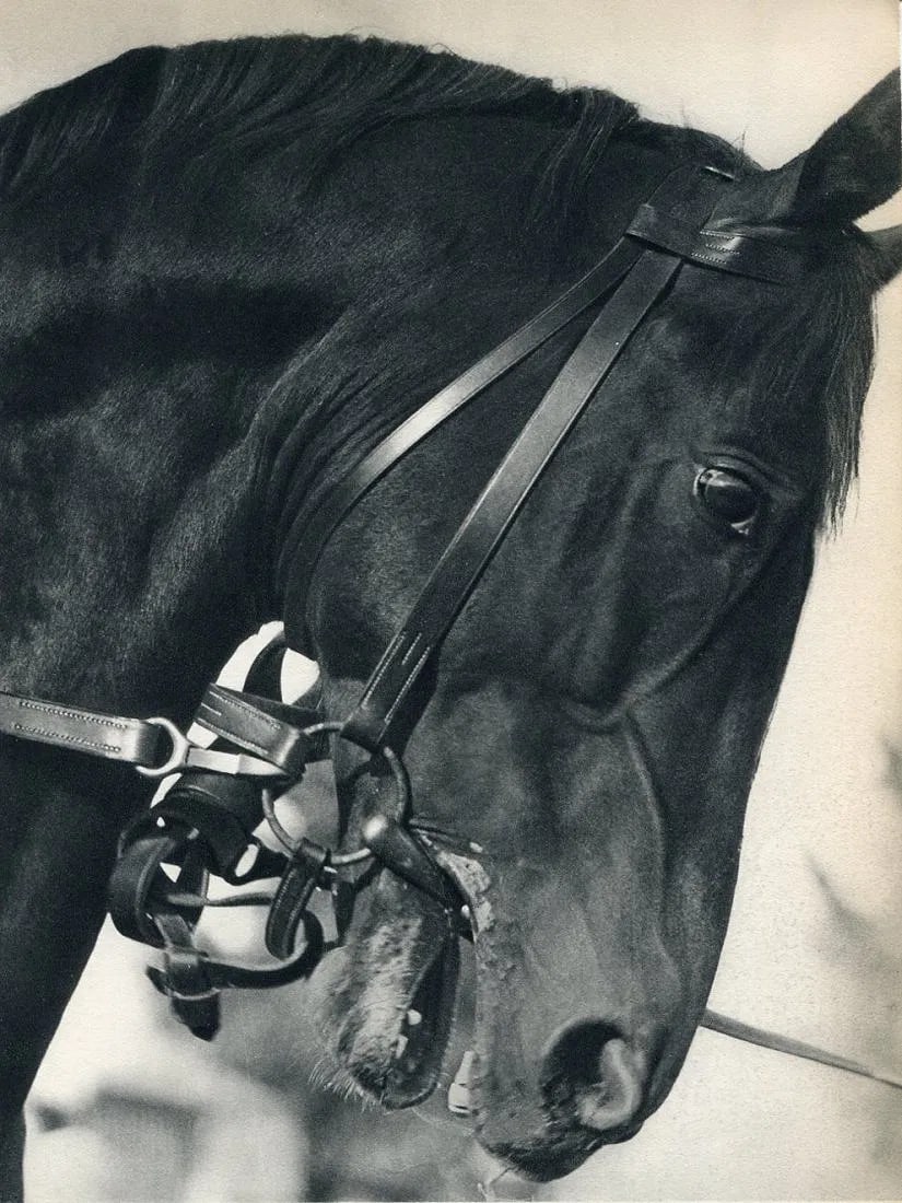 Julius Arnfeld - Horse: Vintage Sheet-fed Gravure. Detailed equestrian anatomical study. Image size: approx. 8.5" x 11"., Mounted to archival board