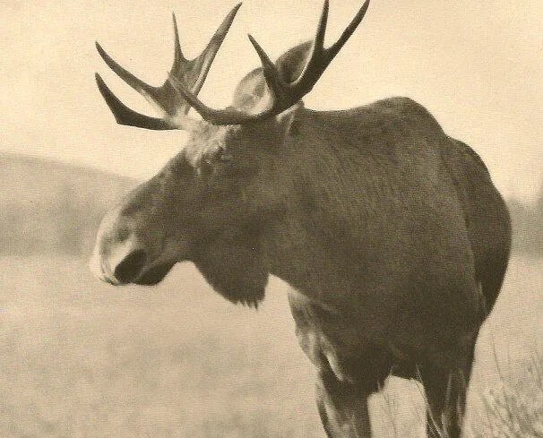 Helmut Stallbaum - Elck: Vintage Sheet-fed Gravure. Detailed mid-century nature study. Image size: approx. 8.5" x 11.5"., Mounted to archival board