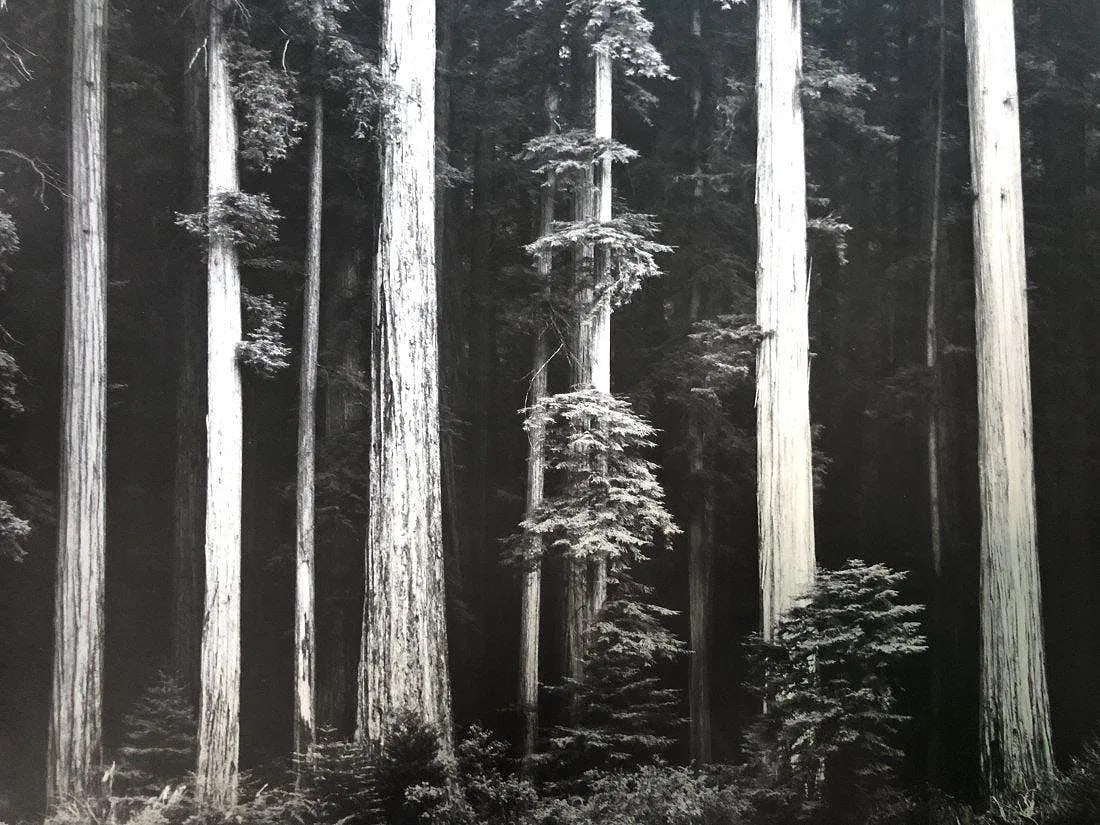 Ansel Adams - Redwoods, Northern California c.1960: ANSEL ADAMS (B.1902-1984), Redwoods, Bull Creek Flat, Northern California c.1960, Photo-Litho, 11.5" x 14 5/8", Printed second half of 20th Century, mounted to archival board , Mounted to archival boa