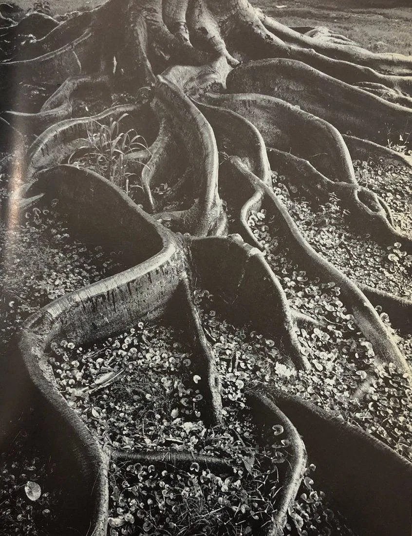 Ansel Adams - Roots of a Banyan tree, Honolulu, Oahu (1 of 1)