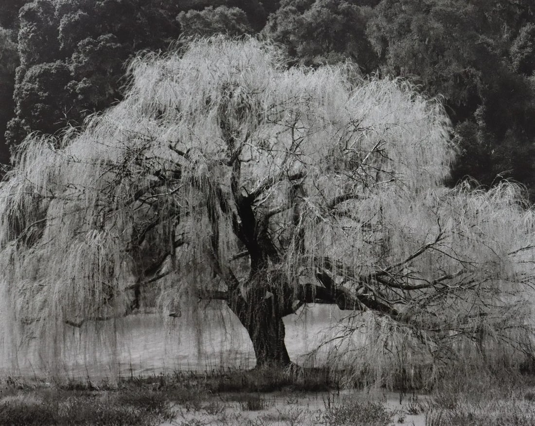 Edward Weston - Photo-Litho, 20th C.: Vintage Photo-Litho. Modernist approach to natural or human form. Image size: approx. 7.5" x 9.5"., Mounted to archival board