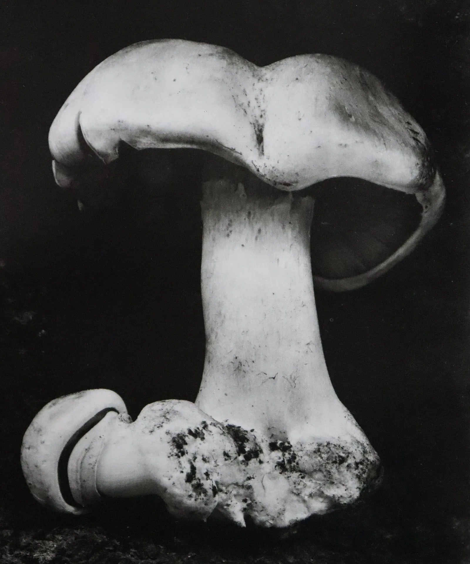 Edward Weston - Photo-Litho, 20th C.: Vintage Photo-Litho. Sharp focus and detailed tonal range study. Image size: approx. 7.5" x 9.5"., Mounted to archival board