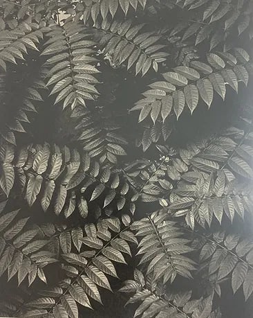 Paul Strand - Photo-Litho, C. 20th Century: Vintage Photo-Litho. High-contrast textural or portrait study. Image size: approx. 8" x 11"., Mounted to archival board