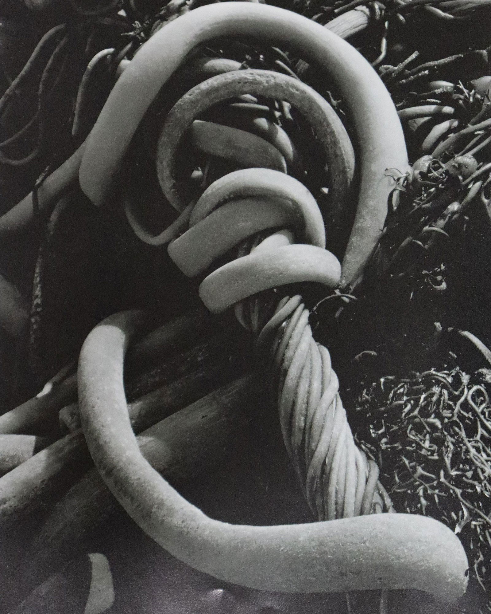 Edward Weston - Photo-Litho, 20th C.: Vintage Photo-Litho. High tonal contrast and sharp precision. Image size: approx. 7.5" x 9.5"., Mounted to archival board