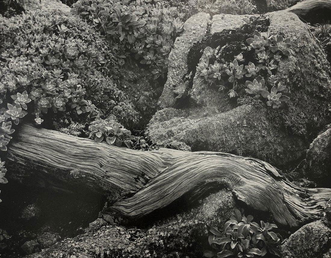 Edward Weston - Cypress Root And Stone Crop, 1941: Vintage Photo-Litho. Modernist sculptural landscape from the California coast. Image size: approx. 7.5" x 9.5"., Mounted to archival board