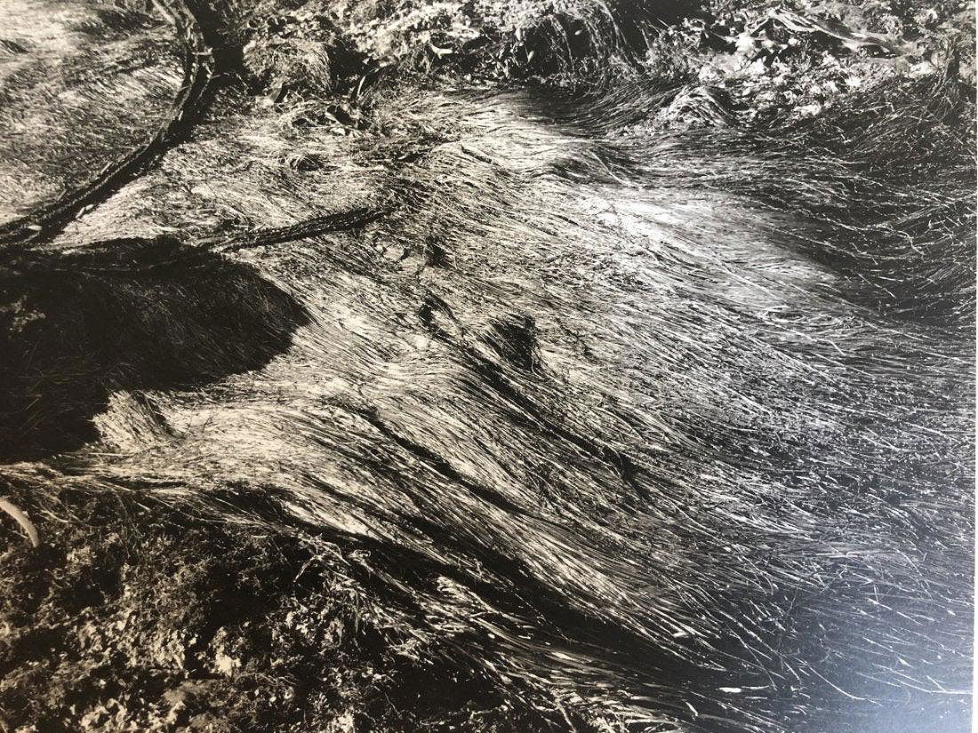 Edward Weston - Wet Seaweed, Point Lobos, 1938: Vintage Photo-Litho. Modernist study of texture and organic decay. Image size: approx. 7.5" x 9.5"., Mounted to archival board