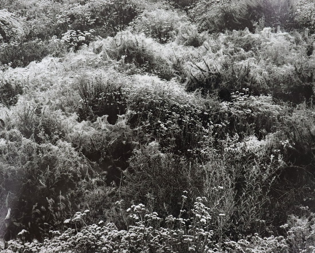 Edward Weston - Photo-Litho, 20th C.: Vintage Photo-Litho. A final technical precision study from the collection. Image size: approx. 7.5" x 9.5"., Mounted to archival board