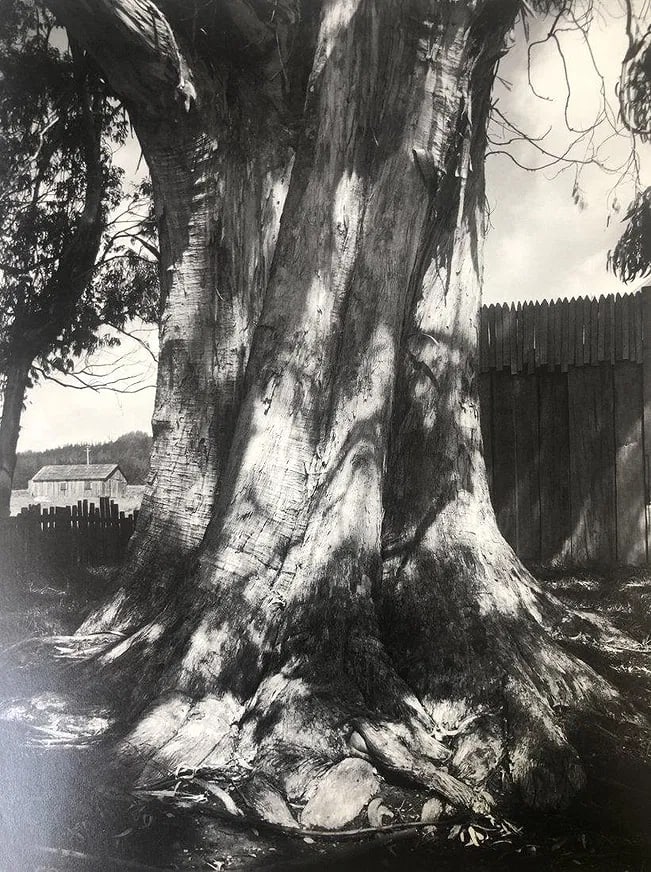 Ansel Adams - Eucalyptus, Fort Ross, California 1969: ANSEL ADAMS (B.1902-1984), Eucalyptus, Fort Ross, California 1969, Photo-Litho, 11.5" x 9", Printed second half of 20th Century , Mounted to archival board