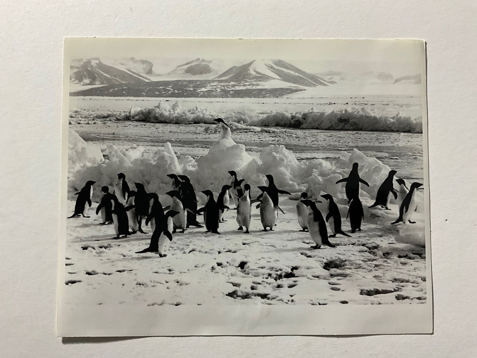Eliot Porter: Penguins 1978 Silver Gelatin: Vintage Silver Gelatin Fiber Print, 8x10. News snipe on verso.