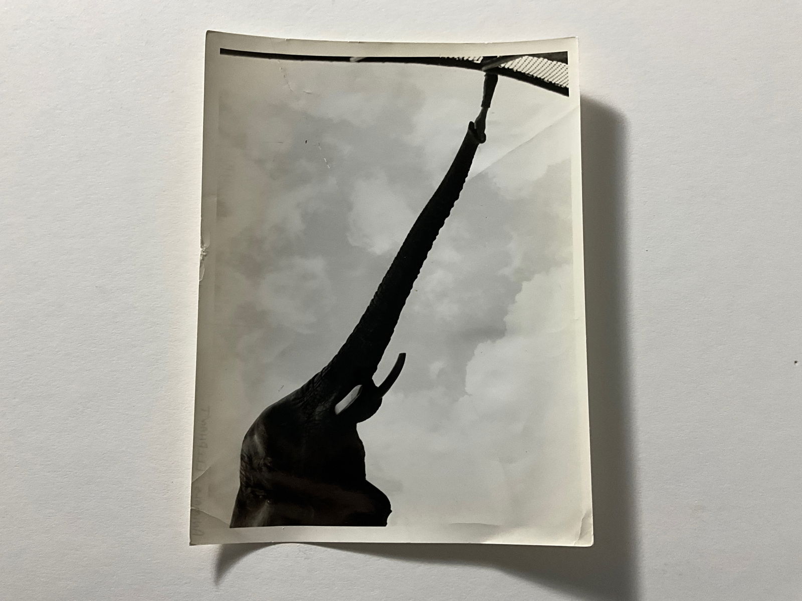 Unknown: Elephant 1961 Silver Gelatin: Vintage Silver Gelatin Fiber Print, 7x9. Credit label on verso.