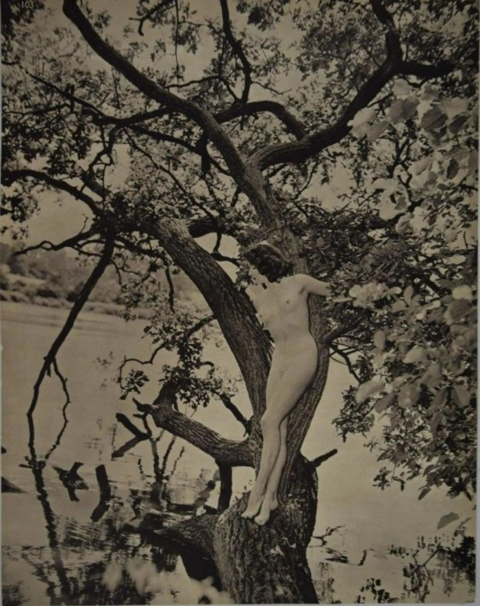 John Everard - Nude in Tree: JOHN EVERARD Nude in Tree Sheet-Fed Gravure c.1951, mounted to archival board