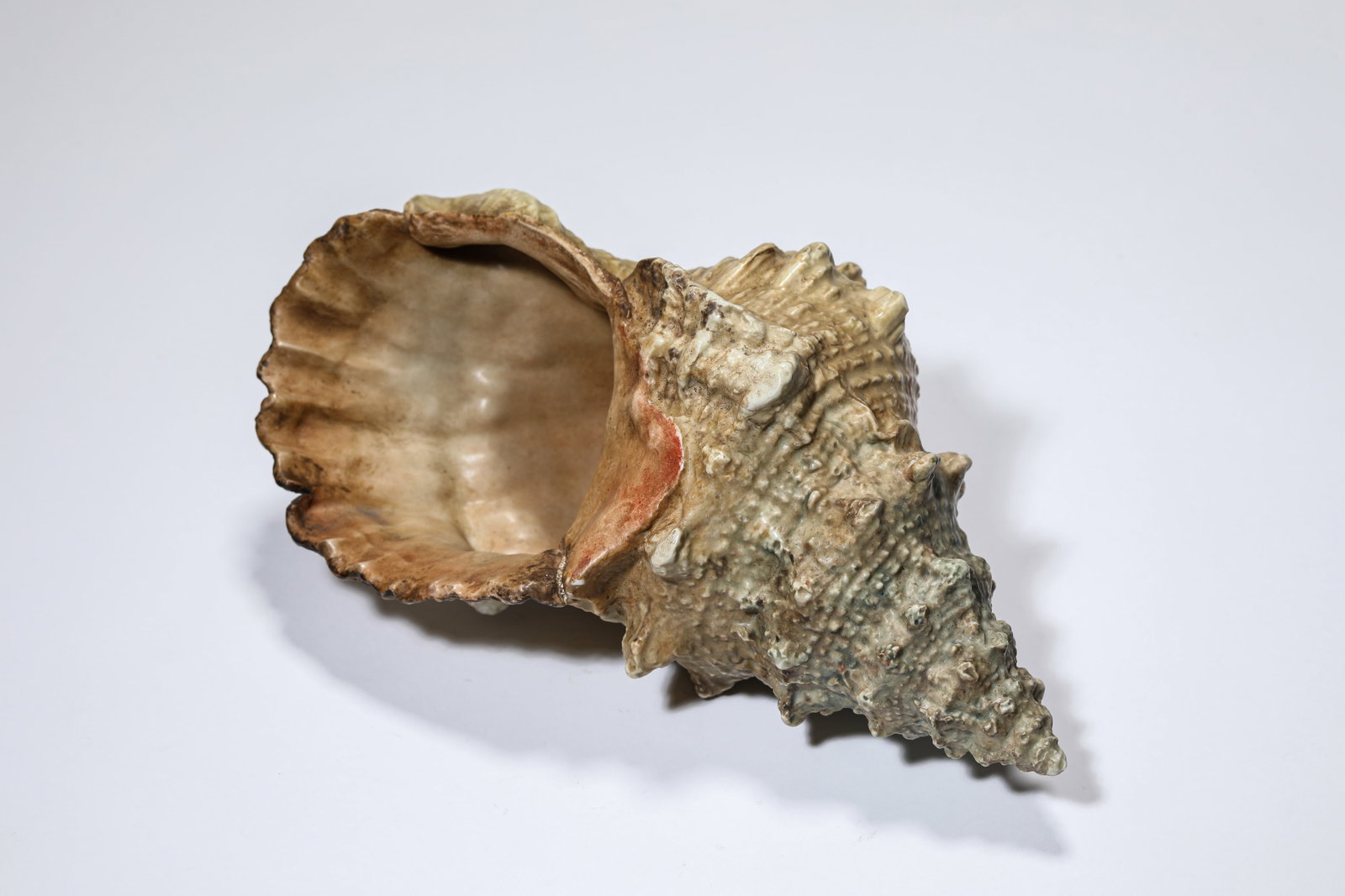 A 'Biomimetic Porcelain' Conch Ornament (1 of 6)