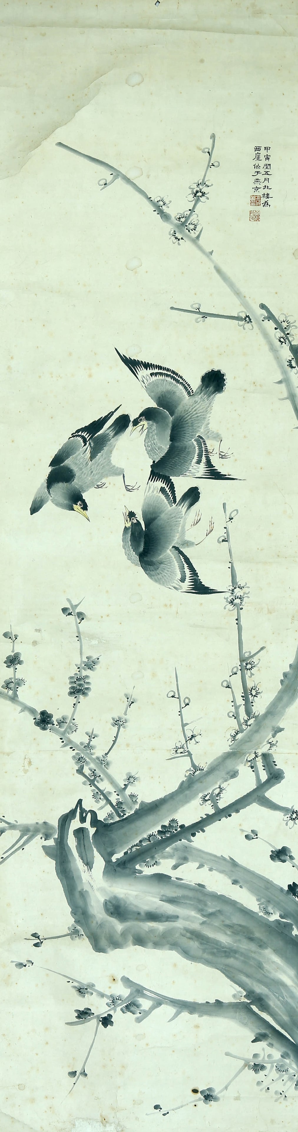 Jincheng mark lamei starling: 160×44 colored paper lens