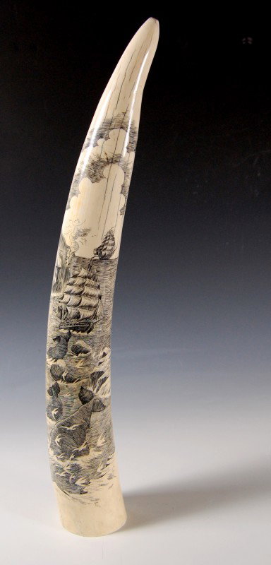Ivory tusk engraved, pod of whales, ships: Elephant ivory tusk engraved with a pod of whales being pursued by ships. Signed Jones. 20th century. Condition: very good, age checks Size: Length 16, width 2.25"" Weight: 2 pounds 3.2 ounces