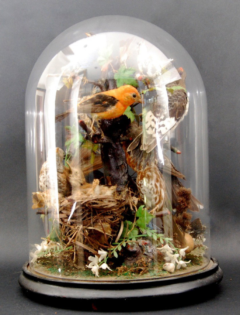 Dome, Victorian/ Birds, Butterfly, Nest w/eggs Dom: Dome, Victorian with (9) Birds, (2) baby birds in a nest, bird eggs, butterflies, leaves and flowers all set beautifully into a tree. Exceptionally well presented. Size: 19 1/2" H x 11" D Weight: 8lbs