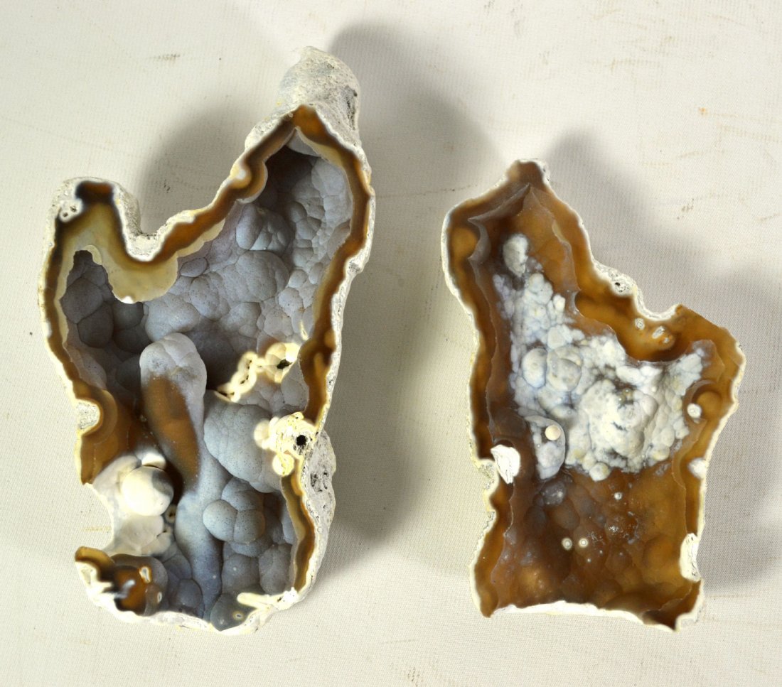 (2) Agatized Coral, Tampa Bay: (2) Agatized Coral, Tampa Bay Agatized coral Description: Two pieces From Tampa Bay, Florida. Colors include light blue/ purple, white and brown. Size: 6"H x 3.5"W x 1" D Weight: 1lb Condition: Excell