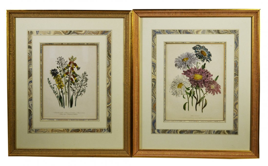 Pair, Lithographs, Botanical, Circa 1850: Pair, Lithographs, Botanical, Circa 1850 Title: Aster chinensis etc. Artist: Jane Webb Loudon. Description: Both are hand colored and have a painted paper and gold border decoration on the mat. The fi