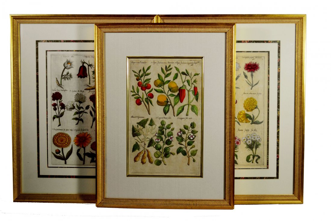 (3) floral engravings, 18th c: (3) floral engravings, 18th c Title: Floral, Fruit, Spice Publisher: Dillenius first edition Engraver: Johann Jacob Dillianius Description: Three botanical prints hand colored flowers on the two large