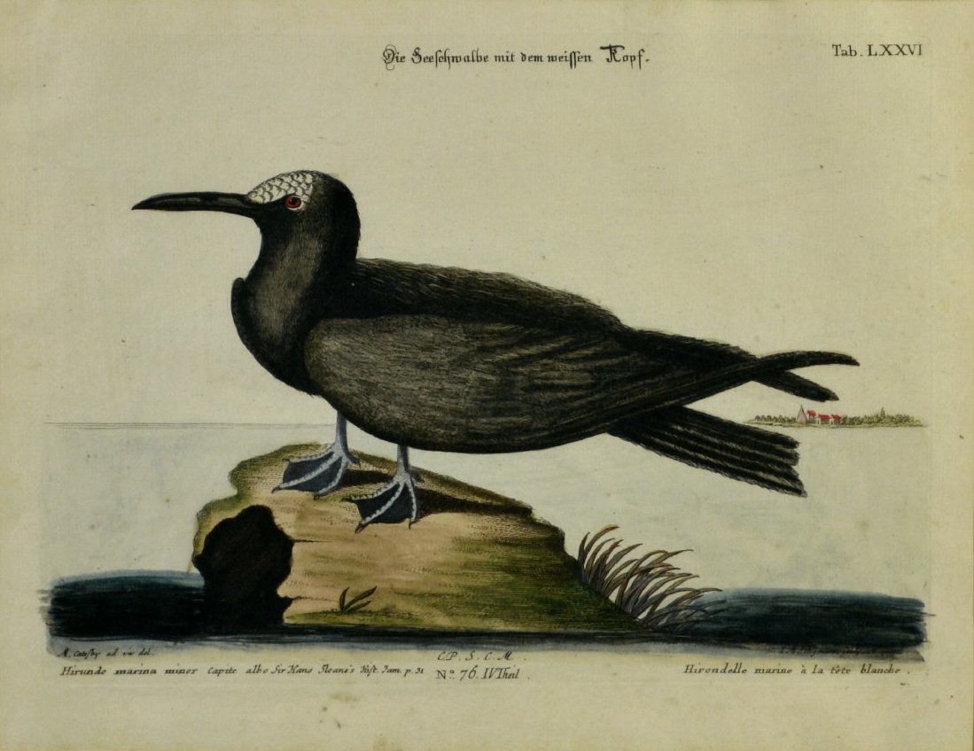 Engraving, cooper, shorebird, hand-colored, 18th: Engraving, cooper, shorebird, hand-colored, 18th Title: Seescwalbe Artist: Seligman Engraver: Johann Michael Seligman Description: Hand colored copper plate depicting a "Seaschwalbe" a marine bird on 