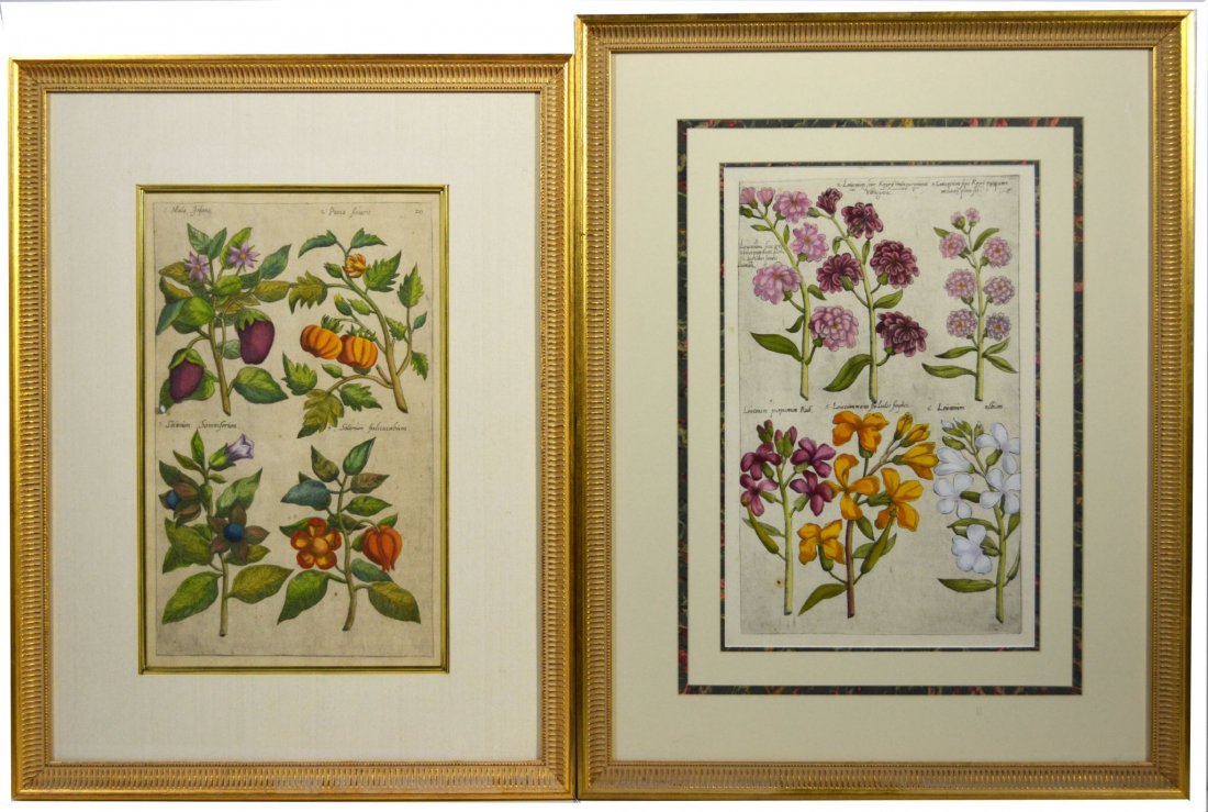 (2) Engravings, floral, Johann J. Dillenius, 1732: (2) Engravings, floral, Johann J. Dillenius, 1732 Artist: Johann Publisher: Johann Jacob Dillenius Engraver: Johann J. Dillenius Description: Beautiful hand colored floral plates from Dillenius book t