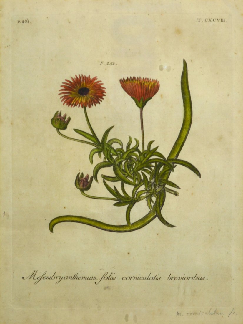 Engraving, Hortus Elthamensis, 1732: Engraving, Hortus Elthamensis, 1732 Title: Flower Artist: Johann Jacob Dillenius Publisher: Johann J. Dillenius Description: Hand colored plate from Hortus Elthamensis catalogue, pencil inscription on