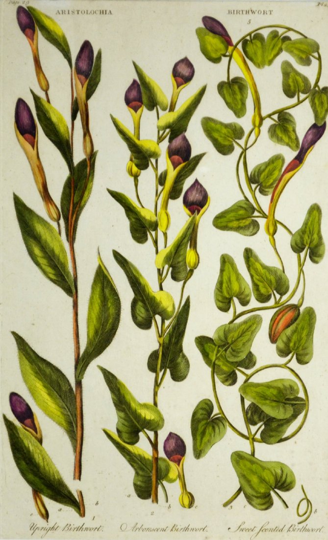 Engraving, Botanical, John Hill, 1757: Engraving, Botanical, John Hill, 1757 Title: Aritolochia Birthwort etc. Artist: John Hill Engraver: John Hill. Description: Hand colored engraving reads "Page 29 Aritolochia Birthwort, Pl. 29, Upright