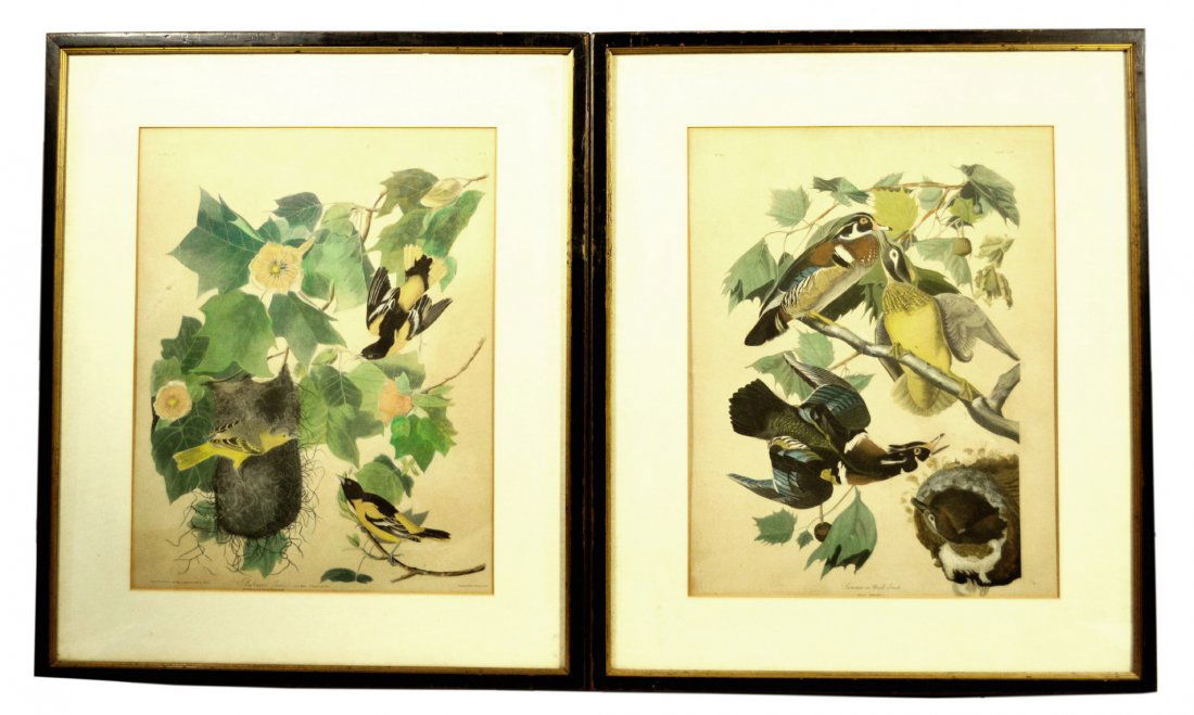 Pair, Engravings, John J. Audubon, 19th Century: Pair, Engravings, John J. Audubon, 19th Century Artist: John J. Audubon Engraver: R. Havell Description: Both are hand colored. The first one reads "Summer or Wood Duck, Anas Sponsa, Plate No. 42 CCVI