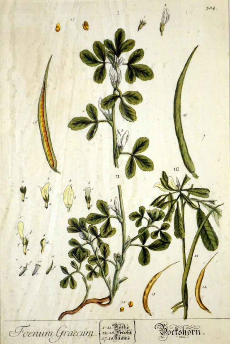 Engraving, hand-colored, Foenum Graecum, 18th C: Engraving, hand-colored, Foenum Graecum, 18th C Title: Foenum Graecum Artist: Johann Jacob Dillen Dillenius Publisher: Johann Jacob Dillenius Engraver: Johann Jacob Dillenius Description: Colored plat