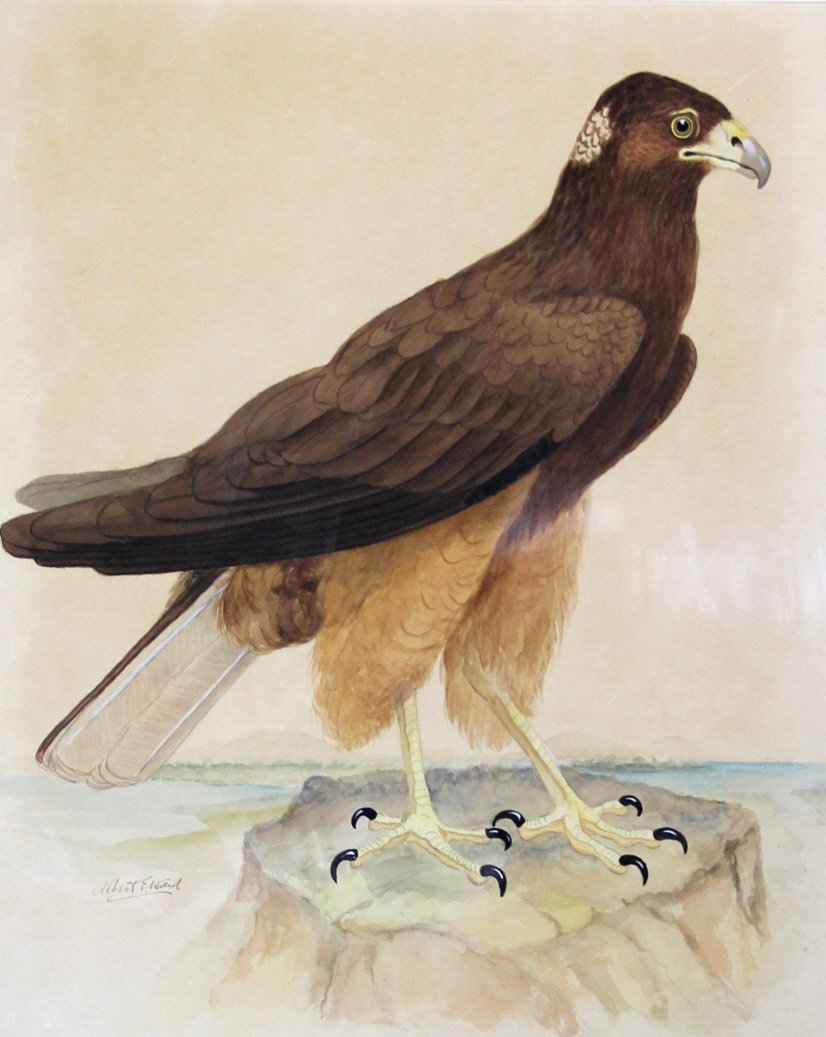 W/C Paper 'Hawk' by Albert E. Ward: Medium: Watercolor Support: Paper Artist: Albert E. Ward Artist Dates: 1874-1925 Country of Origin: England Title & Description: 'Hawk'This watercolor of a hawk is done with the study of the bird on a