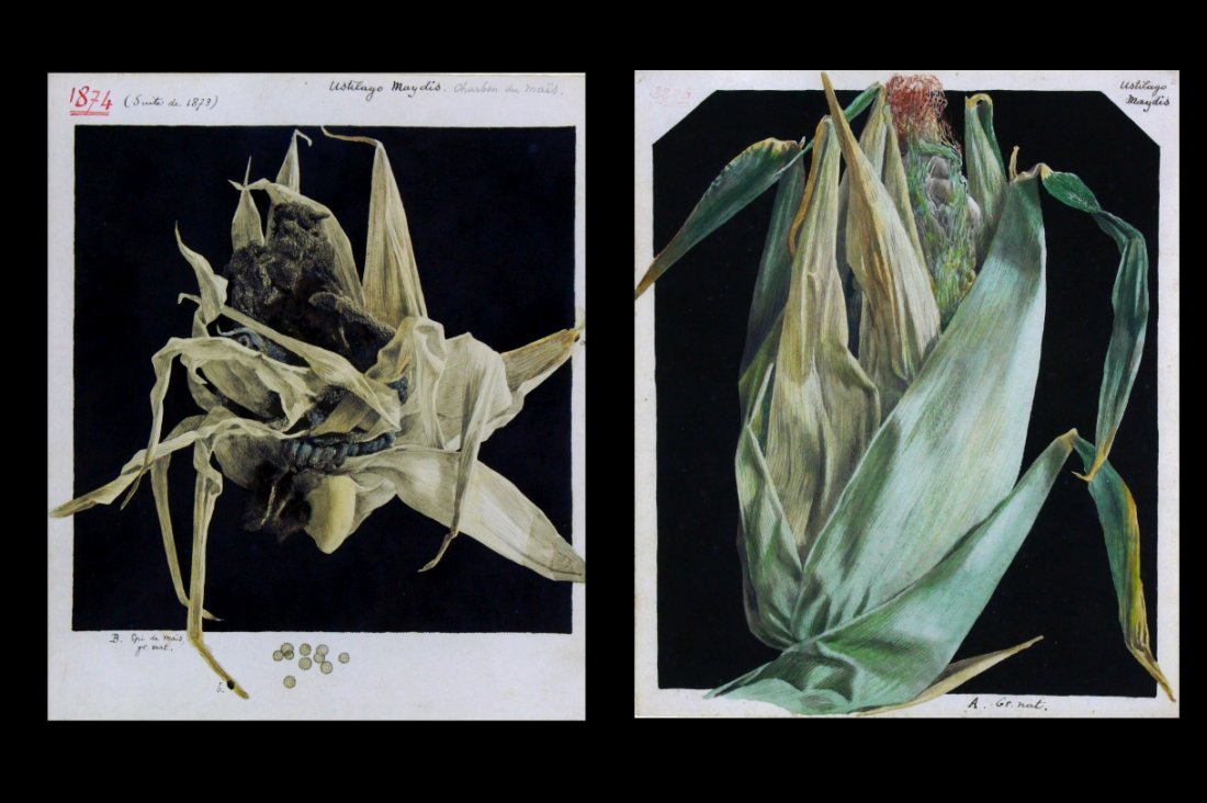 W/C/P Pair Microscopic Renderings French 1874: Description: A pair of water color on paper microscopic paintings of Ustilago Maydis. The artist brought to life the microscopic image that was seen under a microscope. Exquisite detail of Ustilago ma