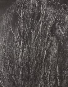 Alfred Stieglitz, Poplars, Lake George, Alfred Stieglitz Memorial Portfolio 1864-1946, Limited