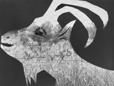 Pablo Picasso, Andre Villers, La chevre au grillage (Cramer 115), Diurnes, Decoupages et