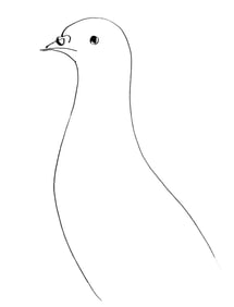 Pablo Picasso, Pigeon (Cramer 84; Johnson/Stein 77), 40 dessins de Picasso en marge du Buffon,