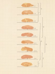 Joan Hernandez-Pijuan, Composition, Ediciones Poligrafa, Redfern Gallery, Limited Edition Lithograph
