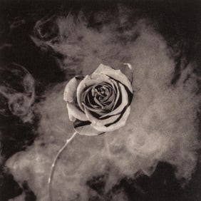 Robert Mapplethorpe, Rose with Smoke, A Season in Hell, Limited Edition Photogravure