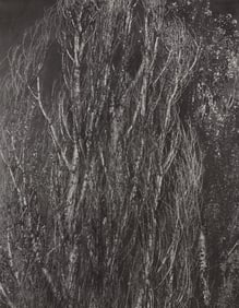 Alfred Stieglitz, Poplars, Lake George, Alfred Stieglitz Memorial Portfolio 1864-1946, Limited