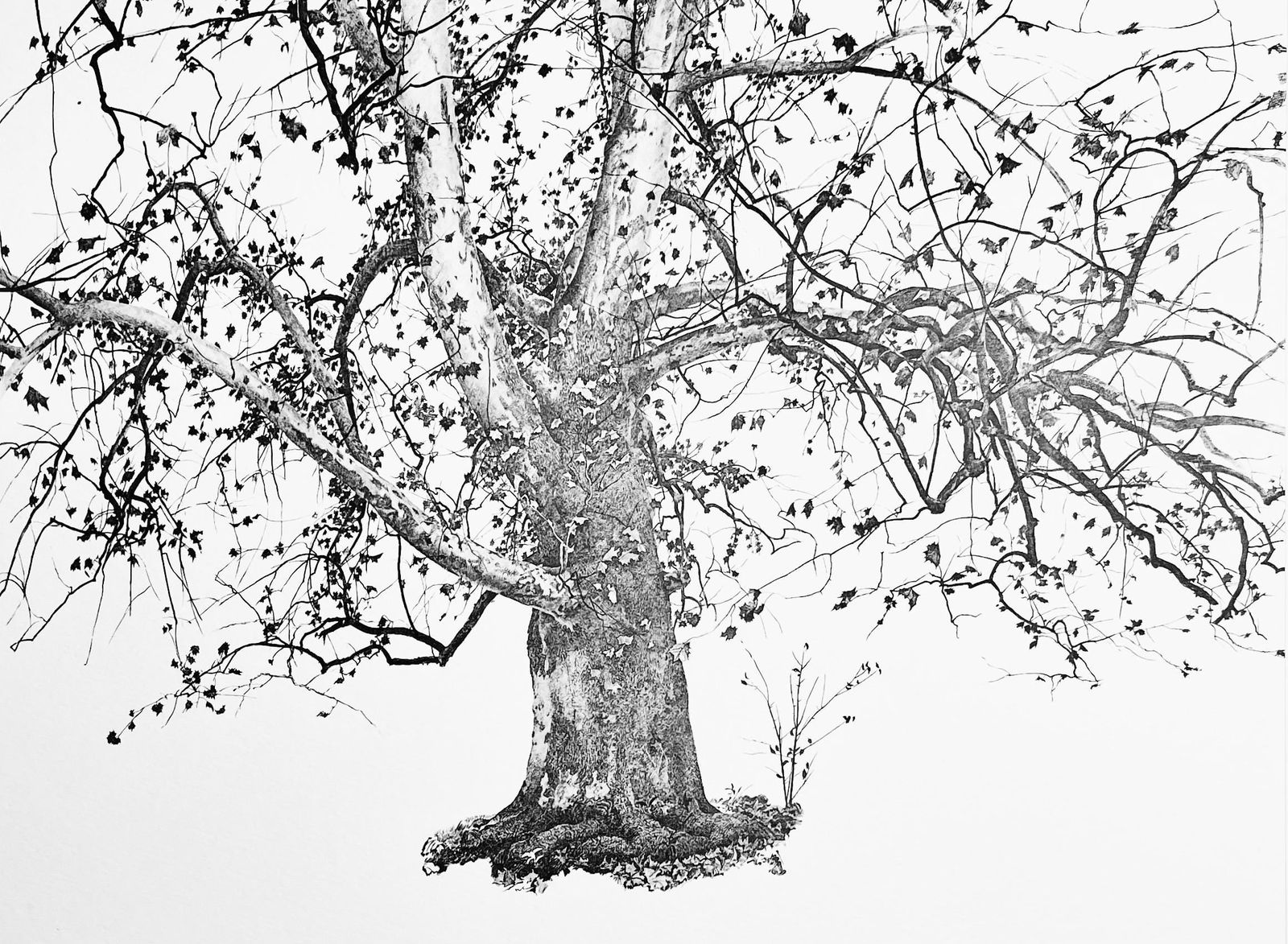 Andrew Wyeth, New Leaves, The Four Seasons, Limited Edition Lithograph: Lithograph on velin paper. Paper Size: 13 x 17 inches. Inscription: Unsigned and unnumbered, as issued. Condition: Very good/excellent, consistent with age. Notes: From the folio, The Four Seasons,