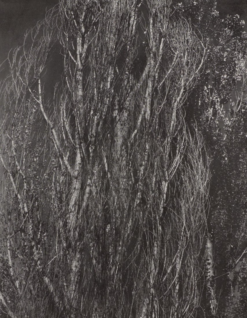 Alfred Stieglitz, Poplars, Lake George, Alfred Stieglitz Memorial Portfolio 1864-1946, Limited (1 of 4)