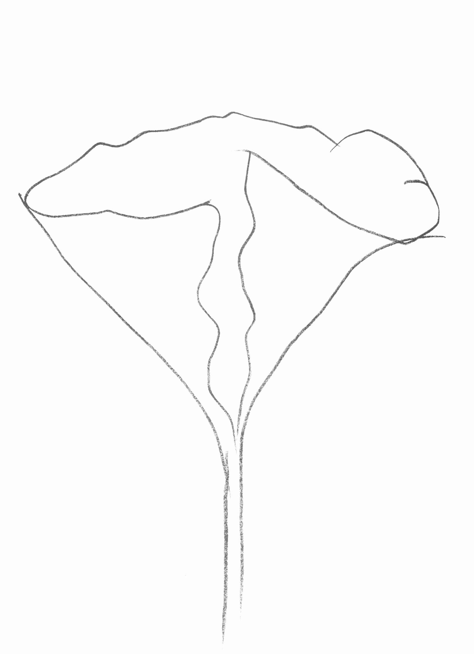 Ellsworth Kelly, Lotus (Axsom Ic), Hommage a Aime et Marguerite Maeght, Derriere le miroir, Limited (1 of 4)