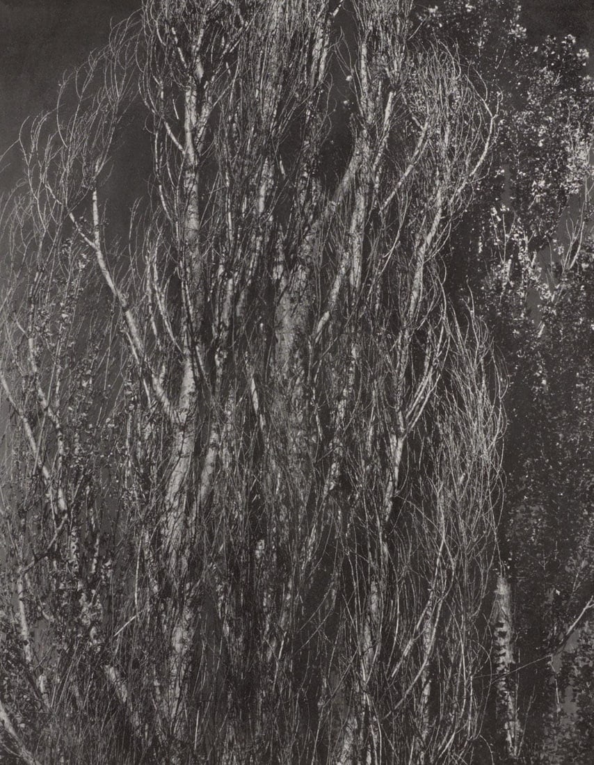 Alfred Stieglitz, Poplars, Lake George, Alfred Stieglitz Memorial Portfolio 1864-1946, Limited (1 of 4)