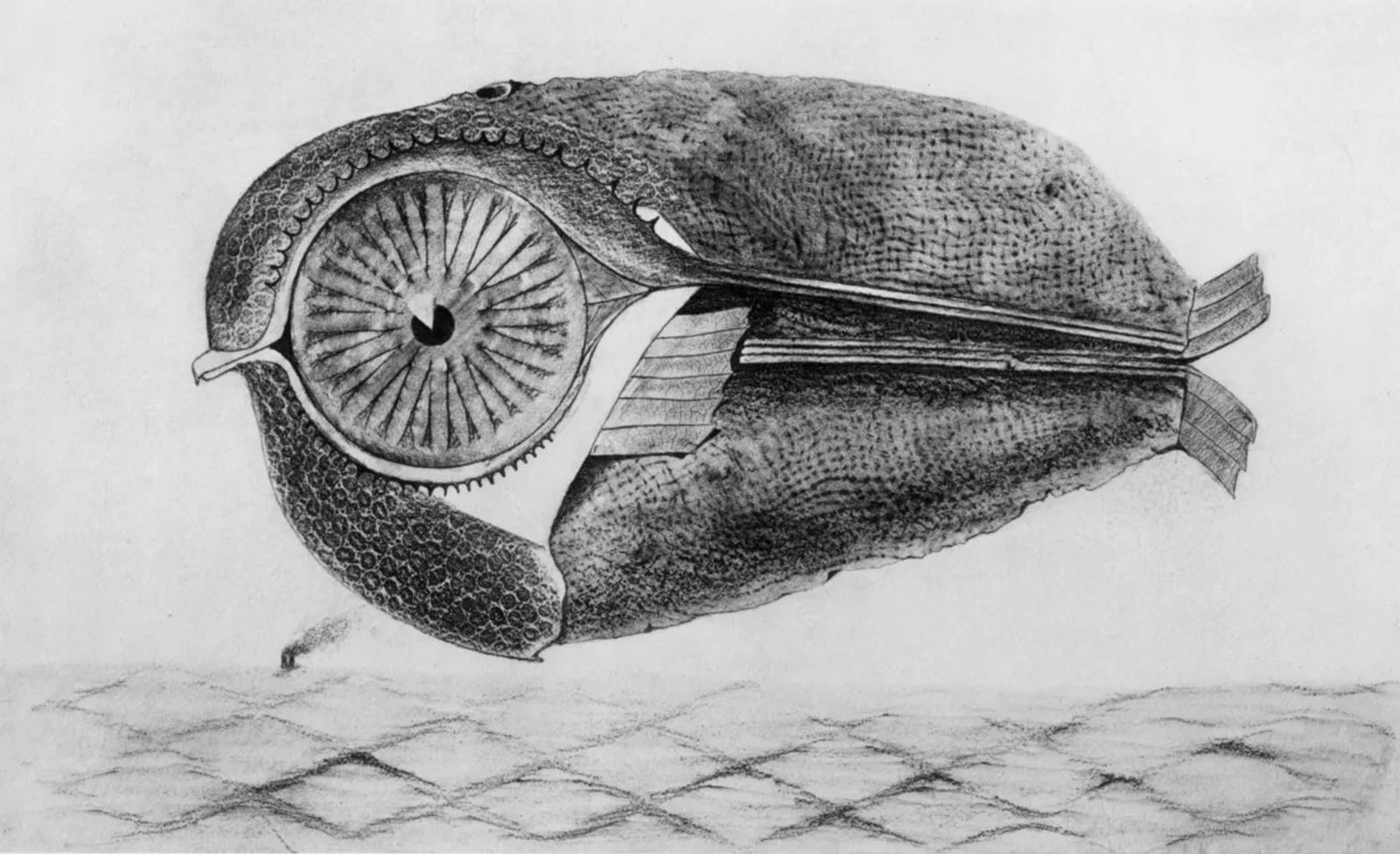 Max Ernst, Composition (Spies/Leppien 222), Histoire Naturelle, Limited Edition Lithograph: Collotype from frottage on velin paper. Paper size: 12.75 x 19.625 inches. Excellent condition. Unsigned and unnumbered, as issued. Notes: From the album, Max Ernst, Histoire Naturelle, 1972.