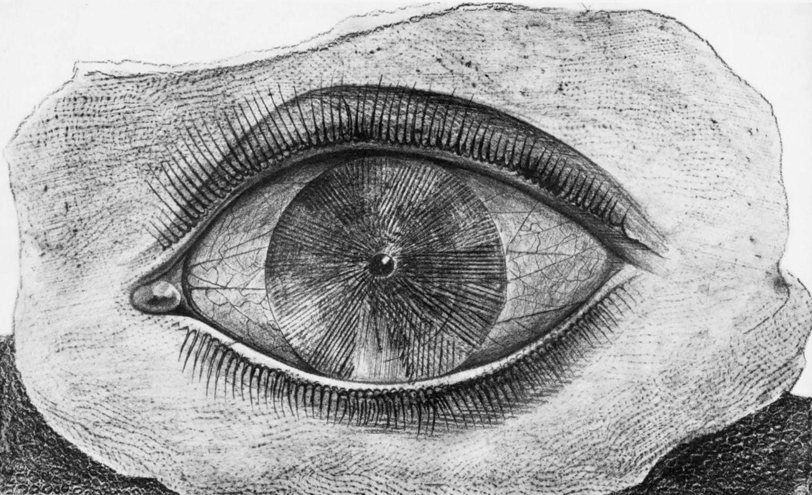 Max Ernst, Composition (Spies/Leppien 222), Histoire Naturelle, Limited Edition Lithograph: Collotype from frottage on velin paper. Paper size: 12.75 x 19.625 inches. Excellent condition. Unsigned and unnumbered, as issued. Notes: From the album, Max Ernst, Histoire Naturelle, 1972.