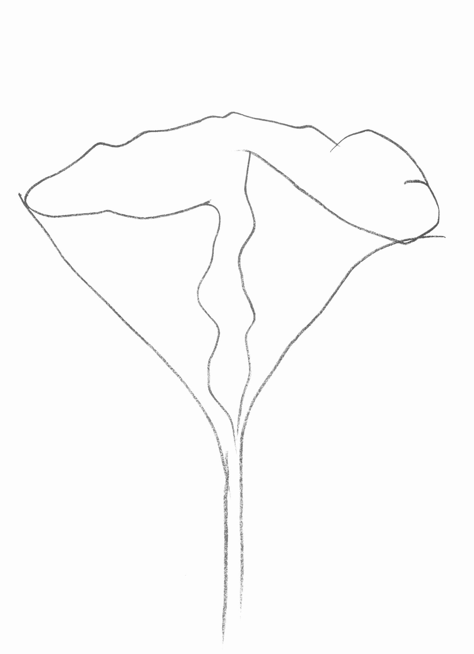 Ellsworth Kelly, Lotus (Axsom Ic), Hommage a Aime et Marguerite Maeght, Derriere le miroir, Limited: Lithograph on velin paper. Paper Size: 15 x 11 inches. Inscription: Unsigned and unnumbered, as issued. Catalogue raisonne references: Axsom, Richard H., and Ellsworth Kelly. The Prints of Ellsworth