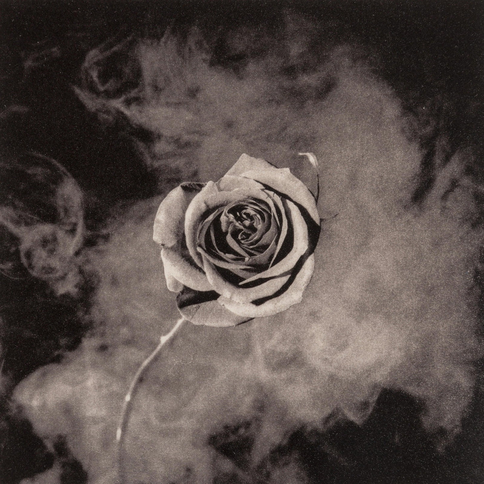 Robert Mapplethorpe, Rose with Smoke, A Season in Hell, Limited Edition Photogravure (1 of 4)