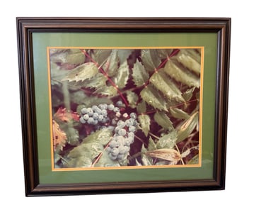 Framed Dan Marazita ‘76 Photograph NATIVE OREGON GRAPE Signed