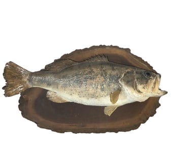 Vintage Mounted Large-mouth Bass on Live-edge Wood