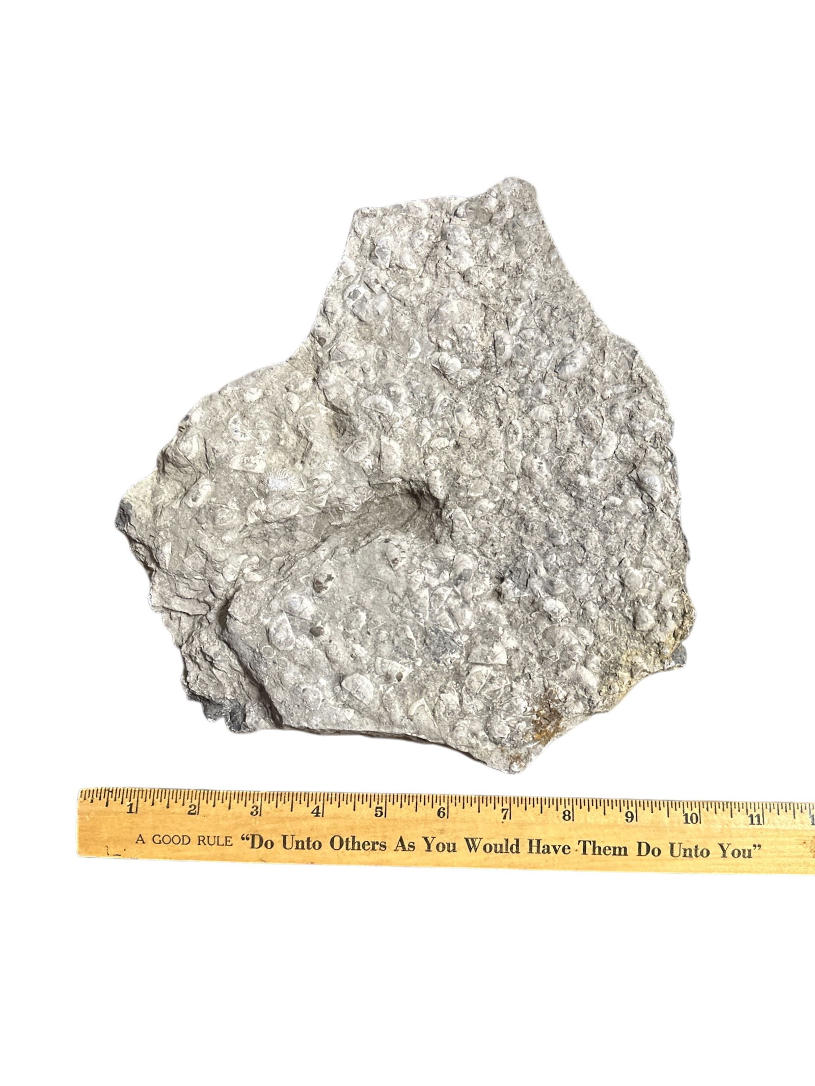 Limestone Slab With Fossils (1 of 2)