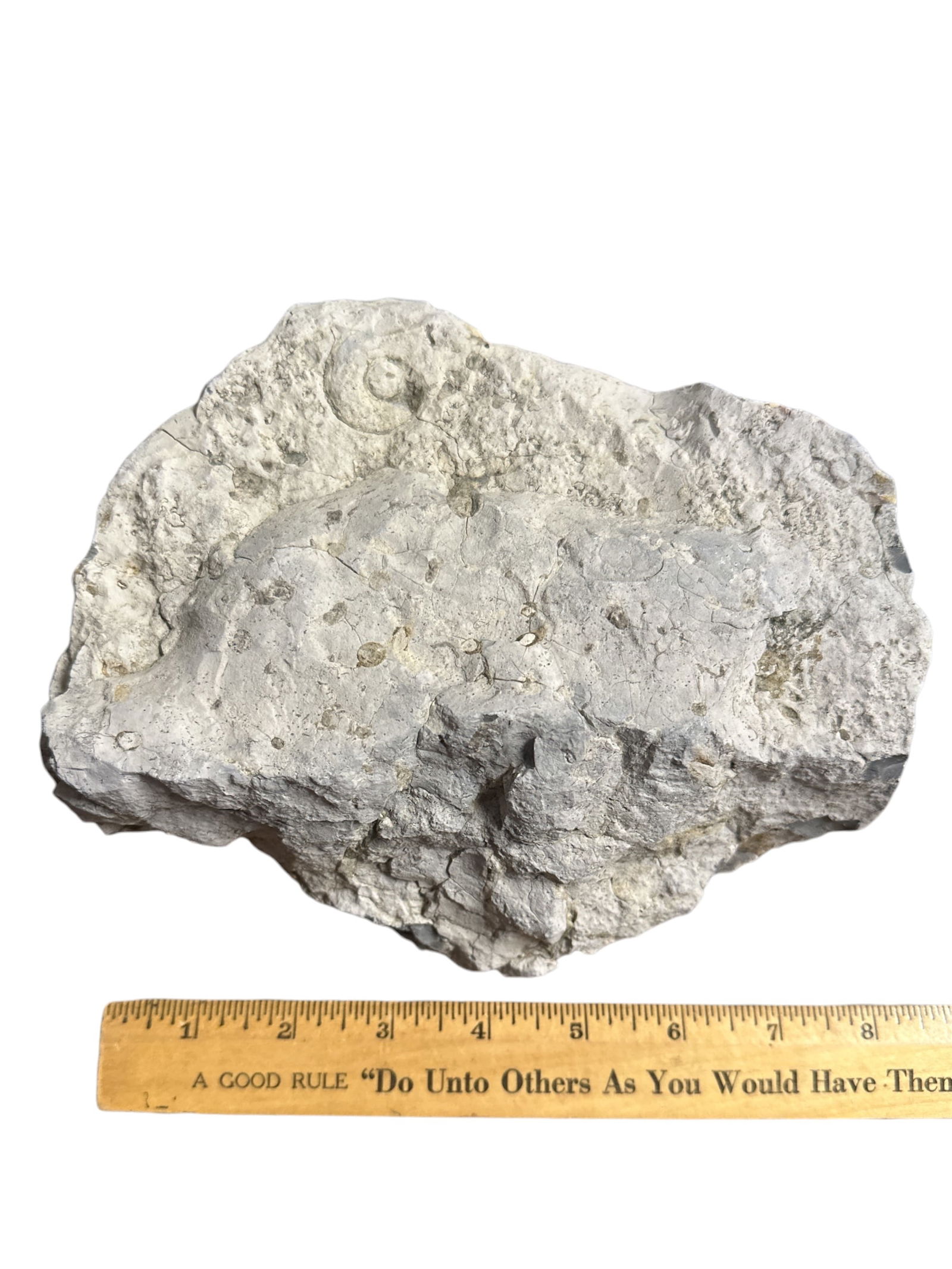 Very Interesting Rock With Fossils (1 of 2)